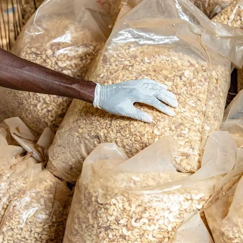 Raw Cashew Nuts (RCN) 