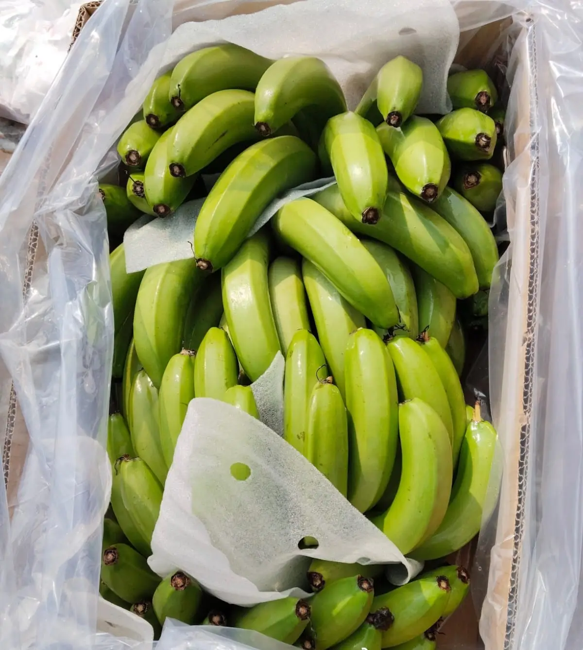 Fresh Fruit Banana