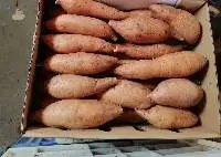 Sweet Potato