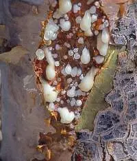 Omani Hojari Frankincense Resin