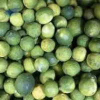 Premium Export Grade Fresh Indian Lemon