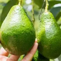 Avocado