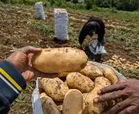 Fresh Organic Sweet Potato