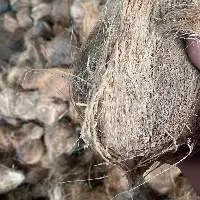 Whole, Mature Coconuts