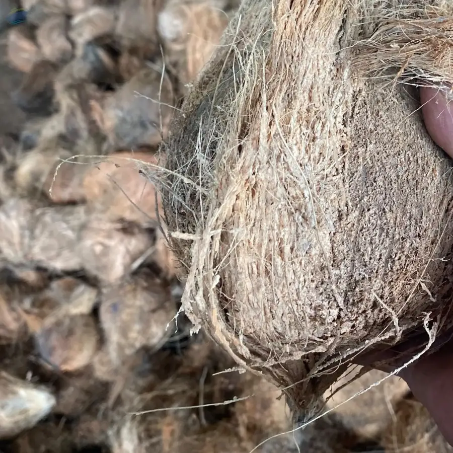 Whole, Mature Coconuts