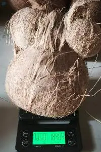 Fresh Semi-Husked Mature Coconuts