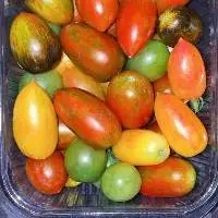 Datterini Tomatoes