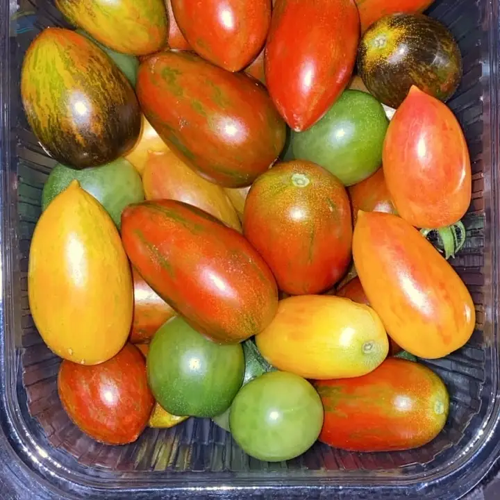 Datterini Tomatoes