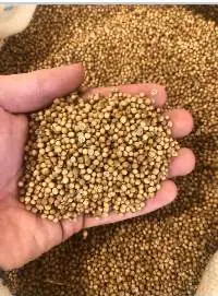 Premium Egyptian Coriander Seeds (Whole)