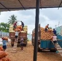 Mature Coconuts