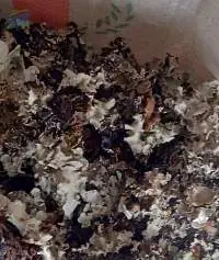 Dried Black Stone Flower (Kalpasi)