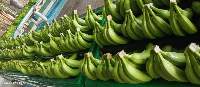 Fresh Cavendish Banana