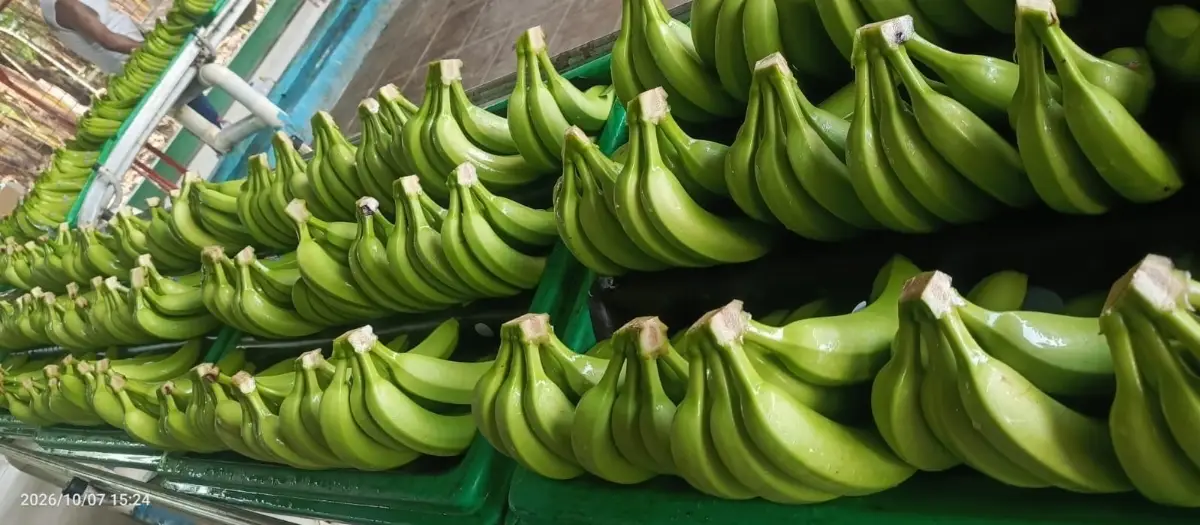 Fresh Cavendish Banana