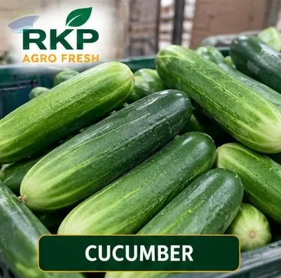 Fresh Cucumber