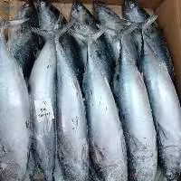 Frozen Kawakawa Tuna (E. affinis) Whole Round