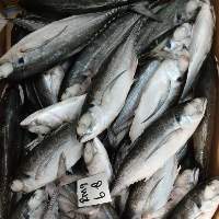 Frozen Hardtail Scad (M. cordyla) Whole Round