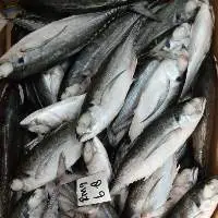 Frozen Hardtail Scad (M. cordyla) Whole Round