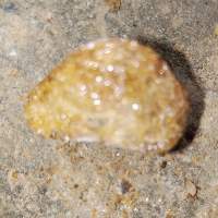 Mica Golden Crystal