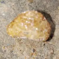 Mica Golden Crystal