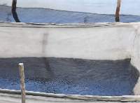 Live Glass Eel - Anguilla rostrata 400kg