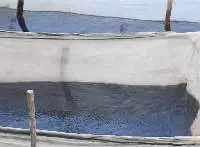 Live Glass Eel - Anguilla rostrata 400kg
