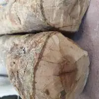 Sandal Wood