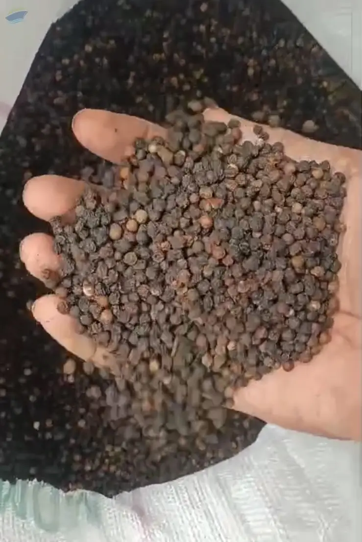 Black Pepper