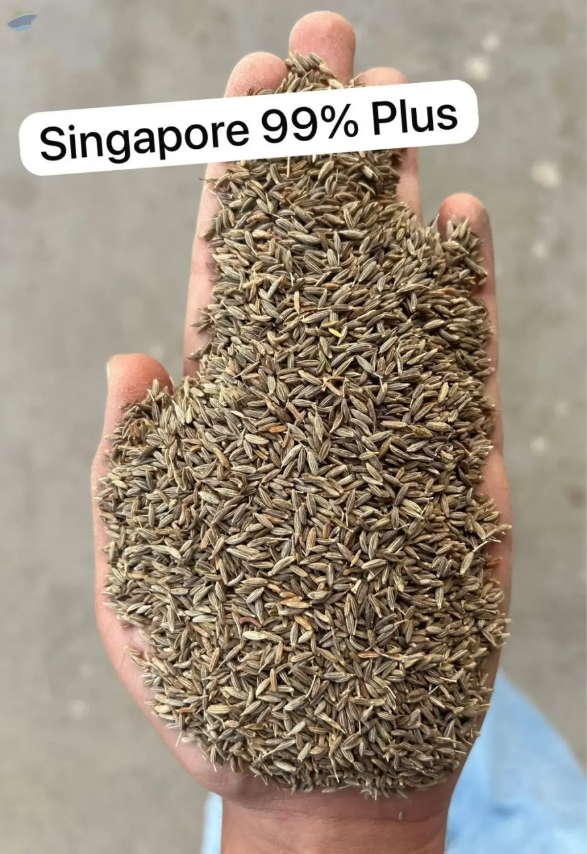 Cumin Seeds
