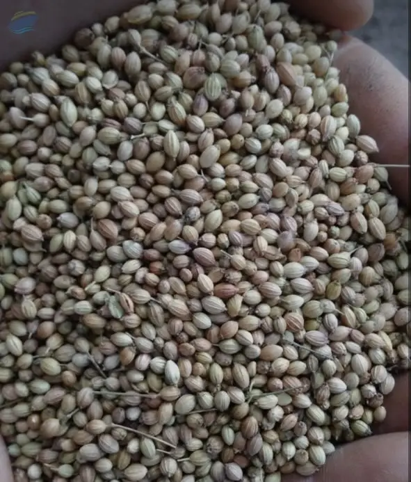 Coriander Seeds