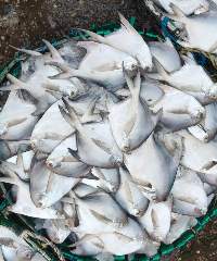 Silver Pomfret Fish