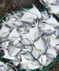 Silver Pomfret Fish