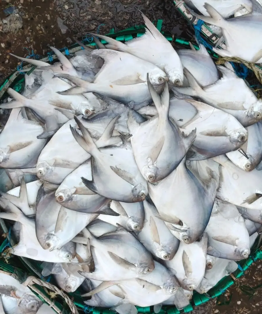 Silver Pomfret Fish