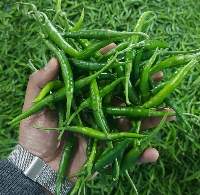 Fresh Green Chili