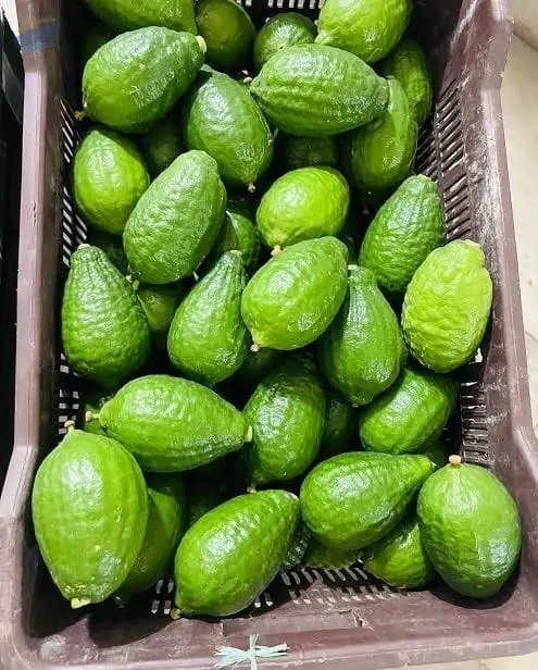 Fresh Lemon