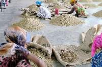 Ethiopian Harar Natural Green Coffee Beans