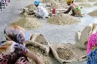 Ethiopian Harar Natural Green Coffee Beans