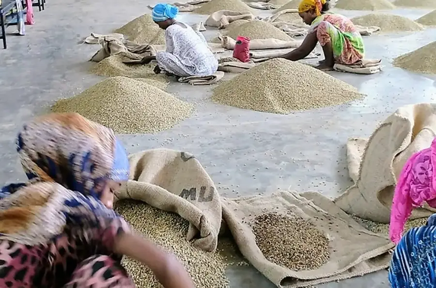 Ethiopian Harar Natural Green Coffee Beans