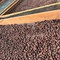 LOS ANDES Venezuelan Specialty Green Coffee