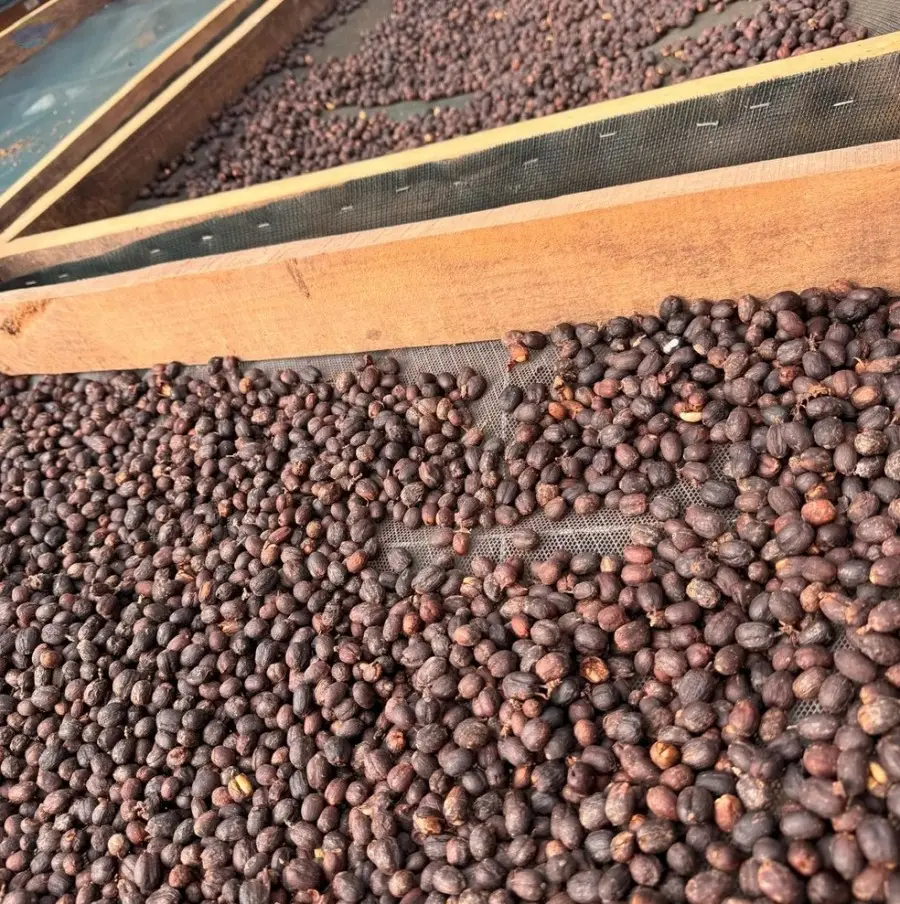LOS ANDES Venezuelan Specialty Green Coffee