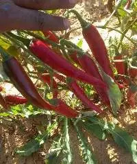Red Chili