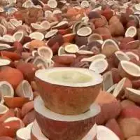 Premium White Copra
