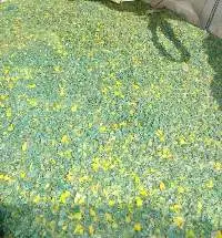 HDPE Grind (Regrind) From Crates In Big Bags