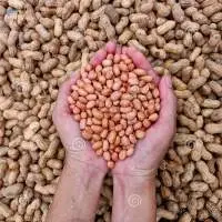 Organic Groundnut