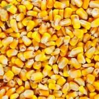 Organic Corn (Maize)