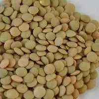 Organic Bean Lentils