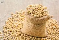 Organic Soybean