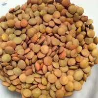 Bean lentil