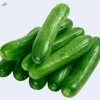Fresh Cucumber