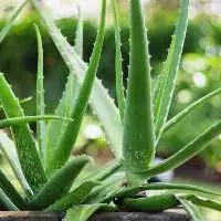 Fresh Aloe Vera
