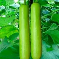 Fresh Bottle Gourd